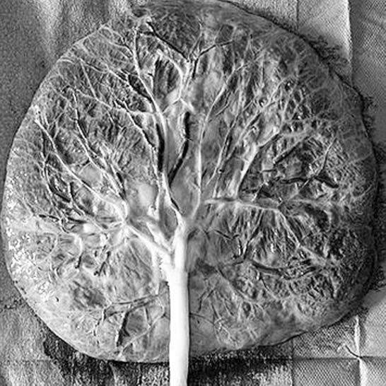 Placenta tree of life
